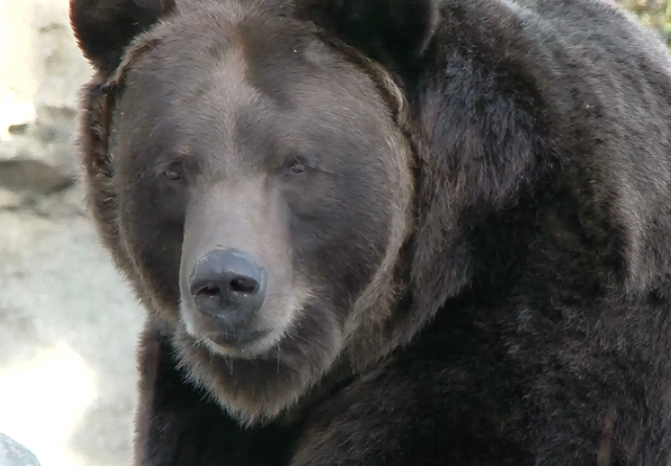 Brown Bear (Diffusion)